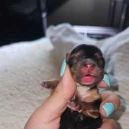 Petunia - Black and tan female Yorkshire Terrier puppy in Thornville, Ohio from My precious yorkies