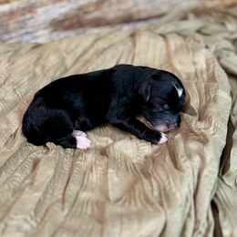 Toothless - Parti male Goldendoodle puppy in Haltom City, Texas from Ohana Doodles