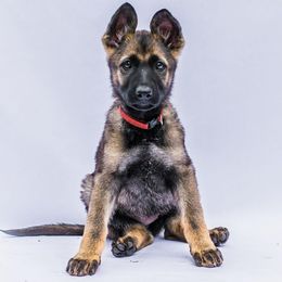 German Shepherd Puppies from Off The Hook Kennels