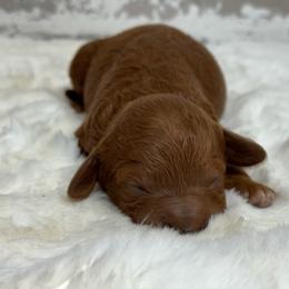 Minnie - Red  female Goldendoodle puppy in Nortonville, Kentucky from Deb’s KY Doodles