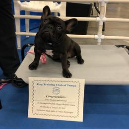 French Bulldog Puppies from Peaceful Prayers French Bulldogs