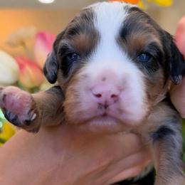 Two toe - Merle male Assorted Doodle Crosses puppy in Yuciapa, California from AlltheDoodlez_