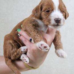 Clementine - Red  female Goldendoodle puppy in Warsaw, Ohio from Lovabledoodles