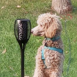 Poodle Puppies from Rhapsody Standard Poodles