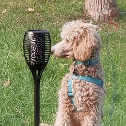 Poodle Puppies from Rhapsody Standard Poodles