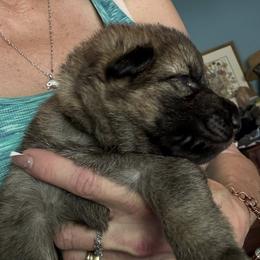 Black collar - Sable male German Shepherd puppy in Germantown, Ohio from TNT Pups