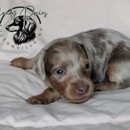 Arrow - Dapple male Dachshund puppy in Fultonville, New York from Sandy Aussies & Pomeranians