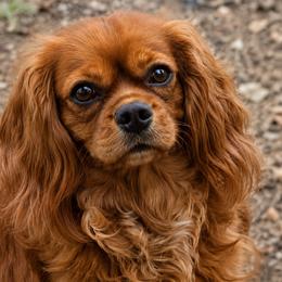 Maia - Cavalier King Charles Spaniel