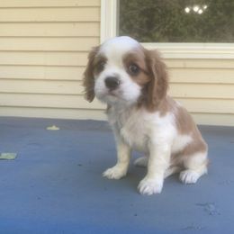 Cavalier King Charles Spaniel Puppies from Smylin Cavaliers