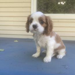 Cavalier King Charles Spaniel Puppies from Smylin Cavaliers