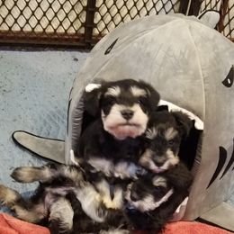 Miniature Schnauzer Puppies from Thaddeus's Miniature Schnauzers