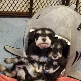 Miniature Schnauzer Puppies from Thaddeus's Miniature Schnauzers