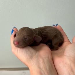 Hersheys - Chocolate male Dachshund puppy in Shelley, Idaho from Journey’s End Dachshunds