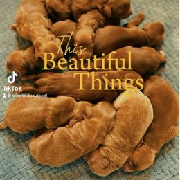Boy 7 - Red male Australian Labradoodle puppy in Waco, Texas from RainPuddle's Labradoodles