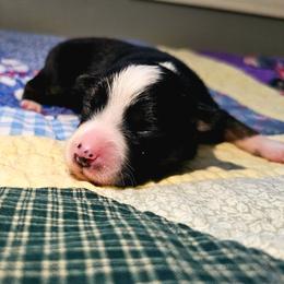 Liberty (Libby) - Black tri female Miniature Australian Shepherd puppy in Dunnellon, Florida from Ever After Mini Aussies