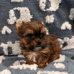 Choco Boy - Chocolate, tan and white male Yorkshire Terrier puppy in Bowling Green, Kentucky from Lil Country Gems Yorkies
