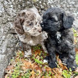 Annie Armstrong - Merle female Cockapoo puppy in Tallahassee, Florida from Panhandle Pups