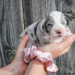 Blue Merle #1 Female - Aussiedoodle puppy in Orland, California from Shockley’s Elite Doodles