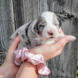 Blue Merle #1 Female - Aussiedoodle puppy in Orland, California from Shockley’s Elite Doodles