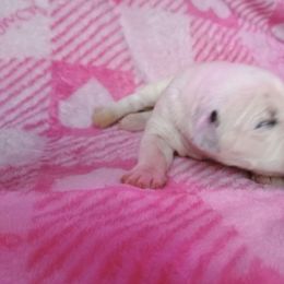 Oberon - White and black male Dalmatian puppy in Las Vegas, Nevada from 101 Dew Dream Valley Dalmatians