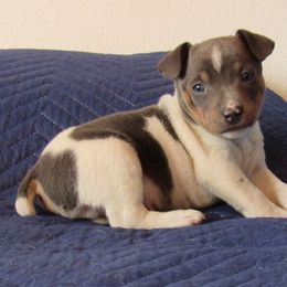 Rat Terrier Puppies from Dynamite Rat Terriers