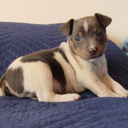 Rat Terrier Puppies from Dynamite Rat Terriers