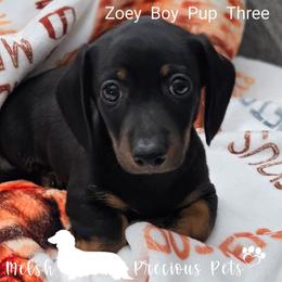 Zoey-Tucker Pup 3 - Black and tan male Dachshund puppy in Anamosa, Iowa from Melsh Precious Pets
