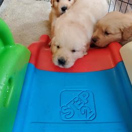 Golden Retriever Puppies from Magnolia Hill Golden Retrievers