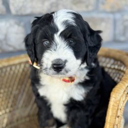 Jason - Black tri-color male Aussiedoodle puppy in Grinnell, Iowa from Rural Iowa Aussies & Doodles