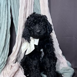 Cyndi - Goldendoodle puppy from Tar Heel Doods
