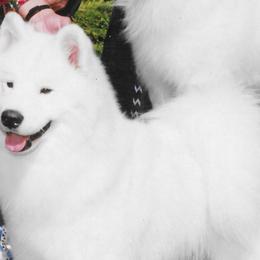 Rocky - Samoyed