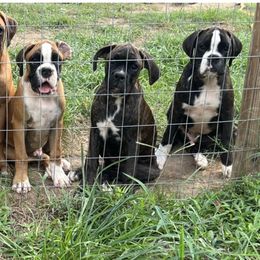 Boxer Puppies from McGallion’s Boxers
