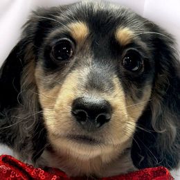Tramp - Dapple Dachshund puppy in Murfreesboro, Tennessee from Kimbrie's Dream Cream Doxies
