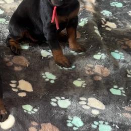 Willy Cash - Black and rust male Doberman Pinscher puppy in Daviess County, Kentucky from Blissful Euro Boxers, Dobermans & French Bull Dogs