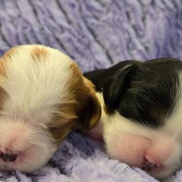Blenheim Girl 1 - Blenheim female Cavalier King Charles Spaniel puppy in Meridian, Idaho from Reflection Cavaliers
