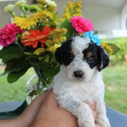 Gracie - Black tri-color female Aussiedoodle puppy in Hopkins, Missouri from Mowry Creek Mini Aussiedoodles and More