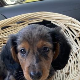 Dachshund and French Bulldog Puppies from Trust Fund Devil Kennel