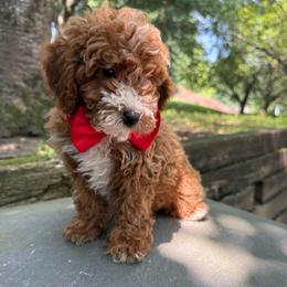 Lexi - Red  male Poodle puppy in Germantown, Maryland from Honey Blossom Doodles