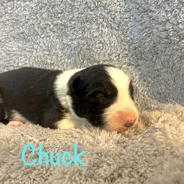Chuck - Black and white male Border Collie puppy in Jonesboro, Arkansas from Hampton Border Collies