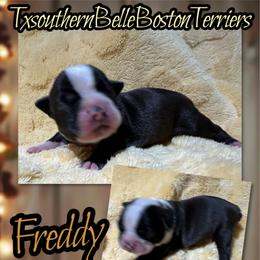 Freddy - Black and white male Boston Terrier puppy in Brazos Point, Texas from TX Southern Belle Boston Terriers