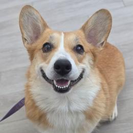 Maple - Pembroke Welsh Corgi