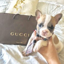 French Bulldog Puppies from Bouledogue Royal