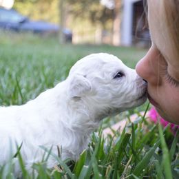 Bichon Frise and Havanese Puppies from California Havanese and Bichons