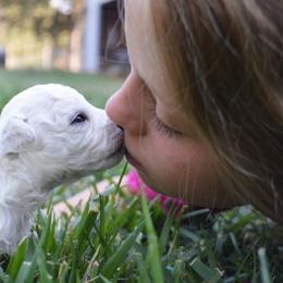 Bichon Frise and Havanese Puppies from California Havanese and Bichons