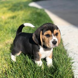 Beagle Puppies from Majestic Beagles