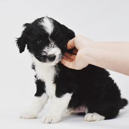 Border Collie and Bordoodle Puppies from Oregon Bordoodles