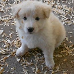Border Collie Puppies from Balmoral Border Collies