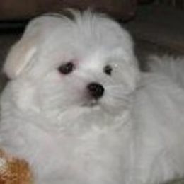 Maltese Puppies from Avante Maltese