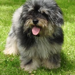 Toy Poodle adult dog