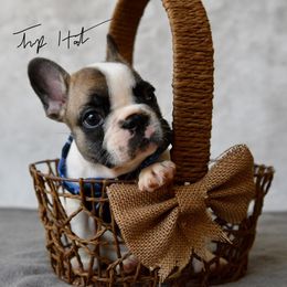 French Bulldog Puppies from Top Hat Ranch